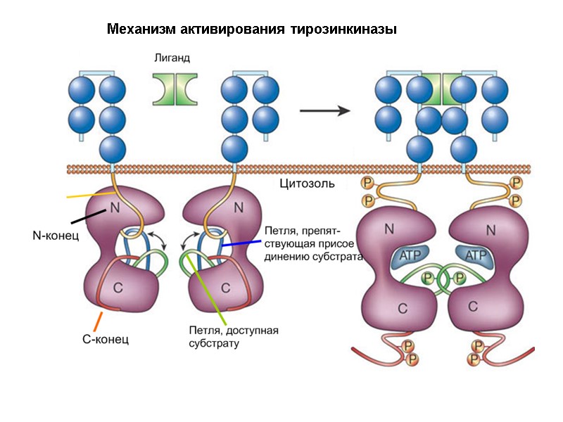 Механизм активирования тирозинкиназы